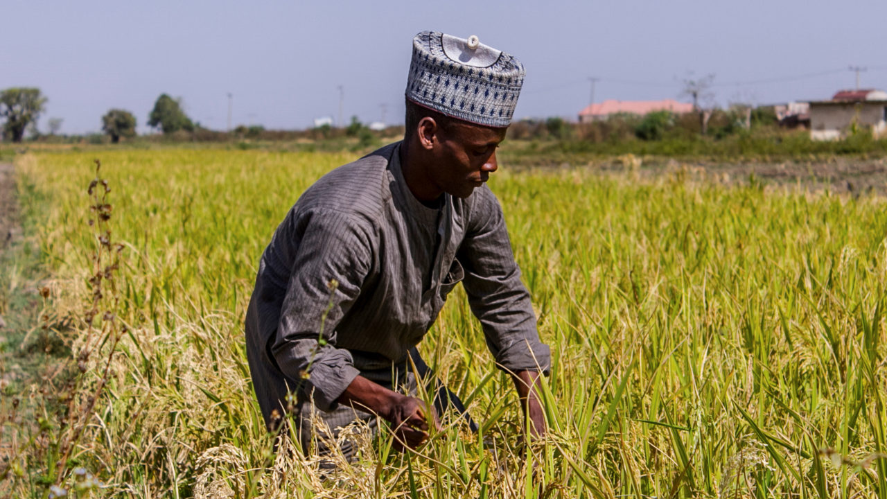 Taraba State To Host Wet Season Rice Planting Programme