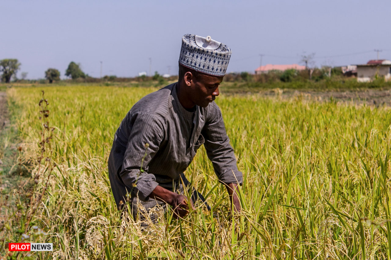 https://www.westafricanpilotnews.com/wp-content/uploads/2020/01/Rice-production_Nigeria-1280x853.jpg