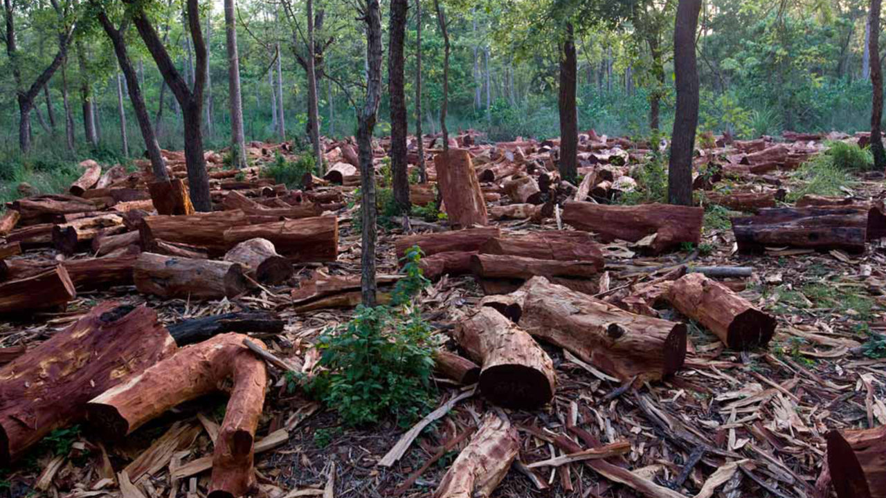 Afforestation: Nigeria’s Ekiti State to Plant 1m Trees
