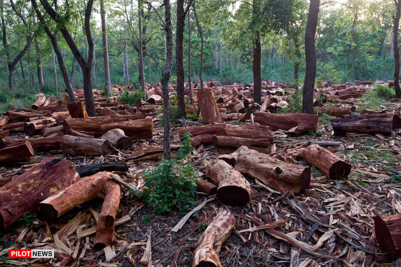 https://www.westafricanpilotnews.com/wp-content/uploads/2020/02/Deforestation-Nigeria_02_27_2020-1280x853.jpg