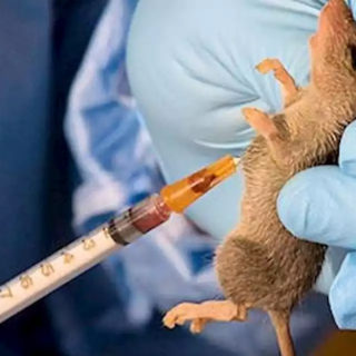 Awe General Hospital In Nasarawa State Shutdown Due To Outbreak Of Lassa Fever