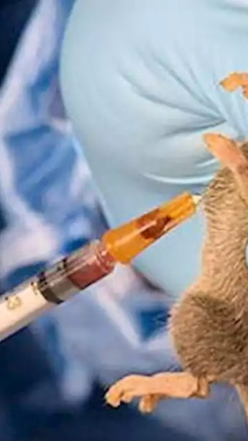 Awe General Hospital In Nasarawa State Shutdown Due To Outbreak Of Lassa Fever