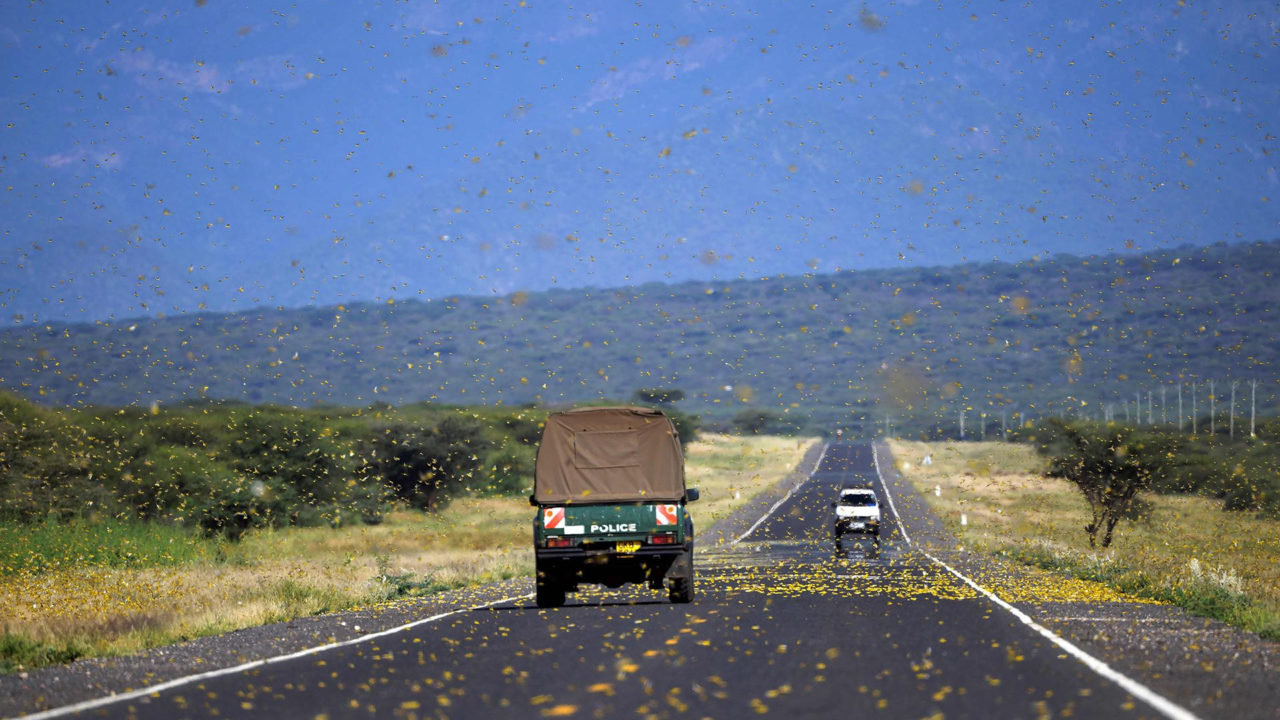 East Africa: locust swarms as big as cities threaten millions with starvation