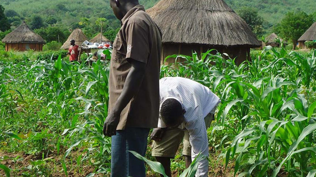 Firm to Organise First Agricultural Reality TV Show