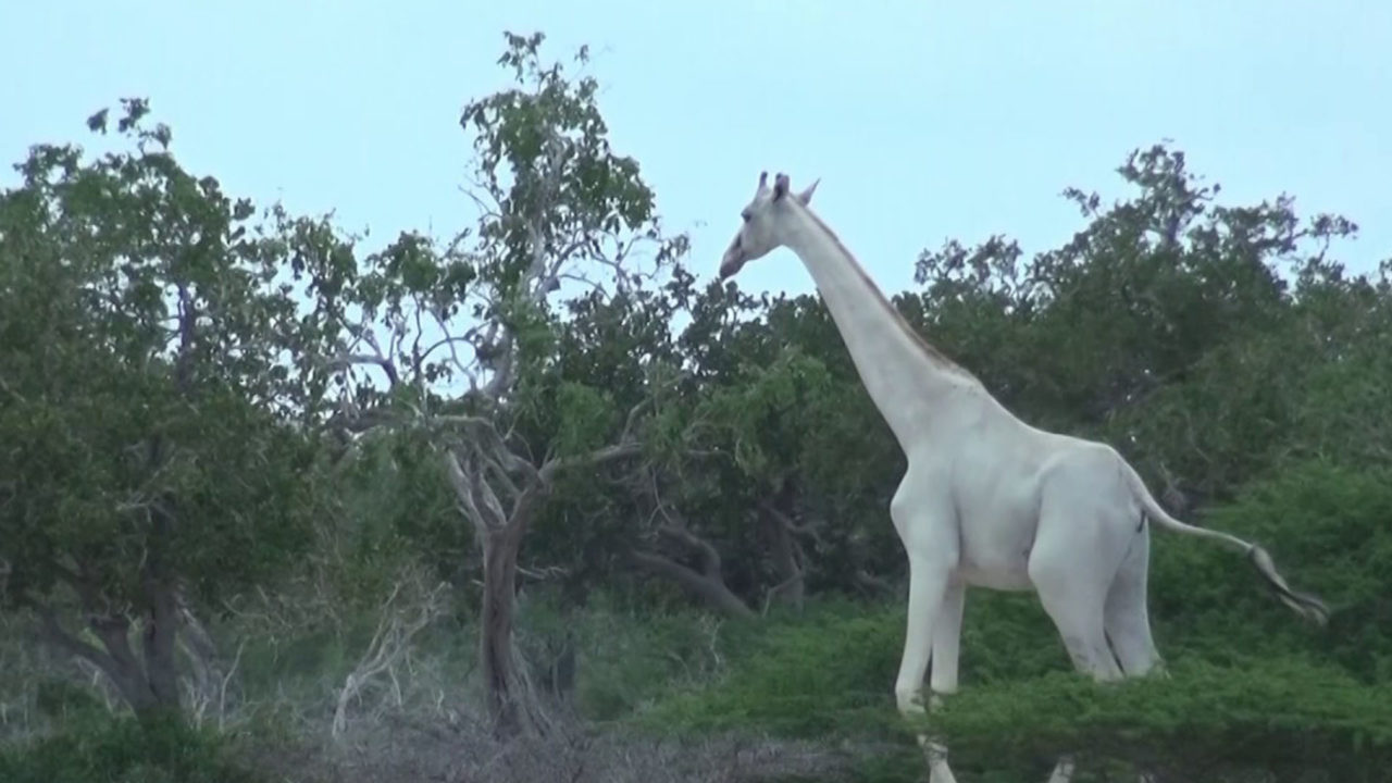 Two Rare Whites Giraffes Killed in Kenya