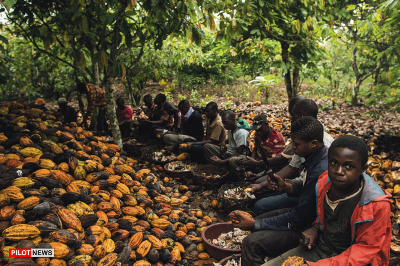 https://www.westafricanpilotnews.com/wp-content/uploads/2020/04/Cocoa-children-working-on-cocoa-farm-04-10-20-1280x853.jpg