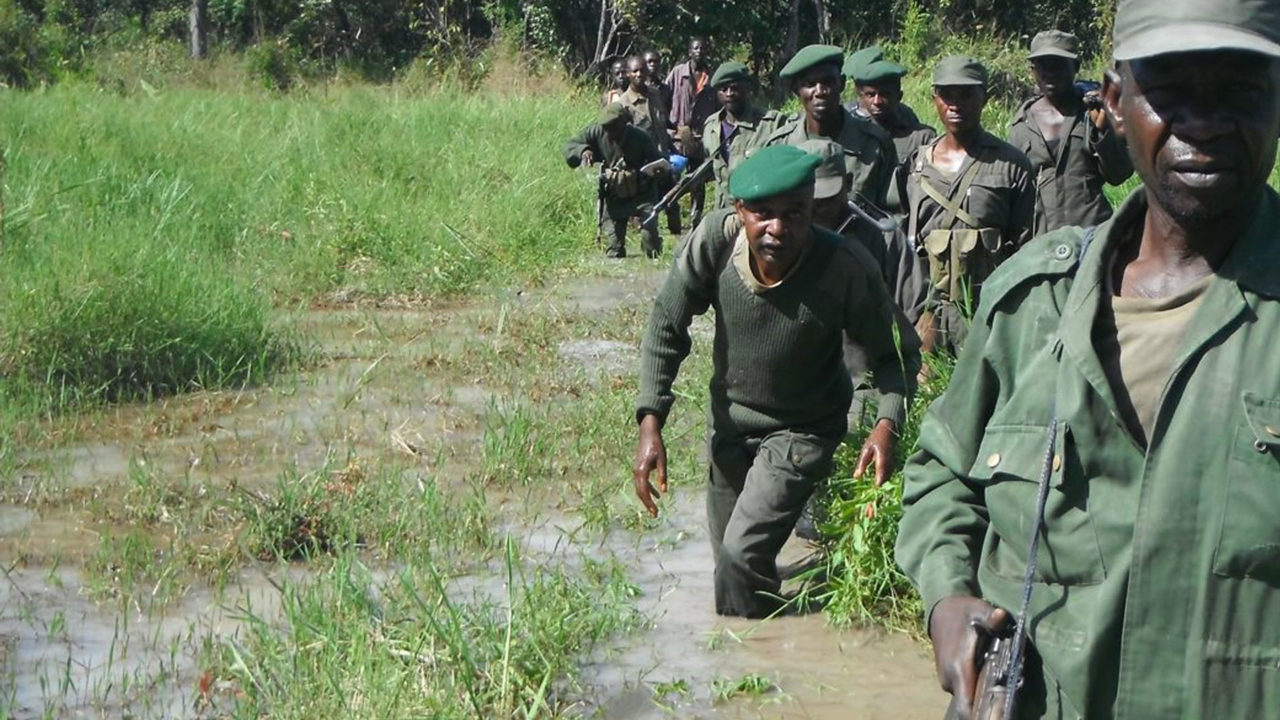 12 Rangers Killed in Armed Attack in National Park in DRC