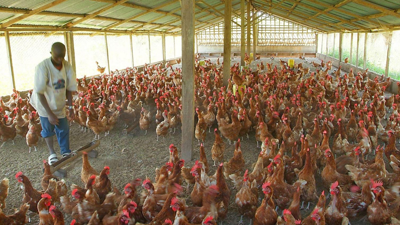 COVID-19: Poultry Farmers Decry Egg Glut