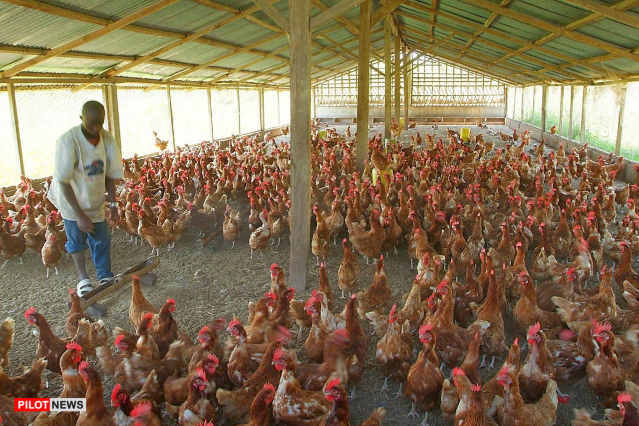 https://www.westafricanpilotnews.com/wp-content/uploads/2020/04/Poultry-Farm-Nigeria-04-03-1280x853.jpg