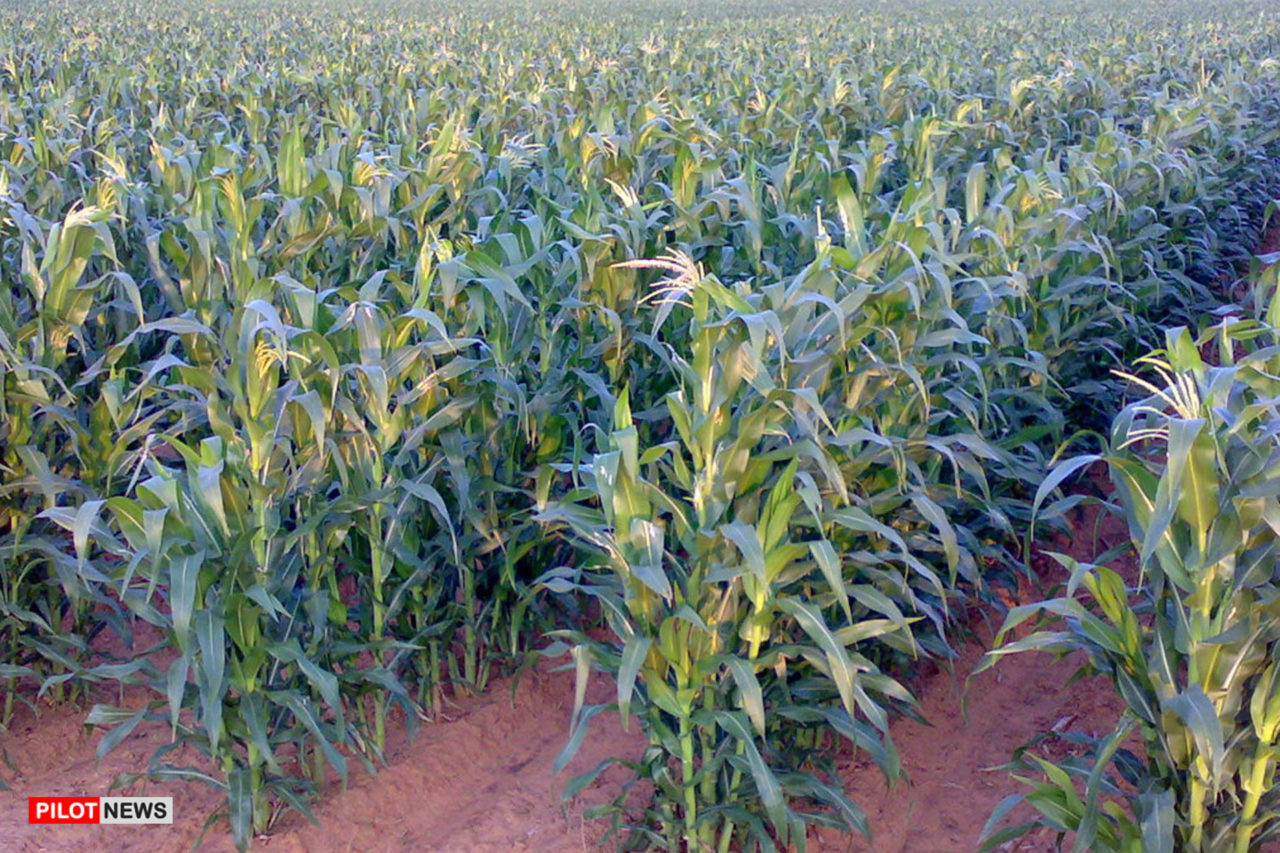 https://www.westafricanpilotnews.com/wp-content/uploads/2020/05/Anambra-Maize-Farmers-1280x853.jpg