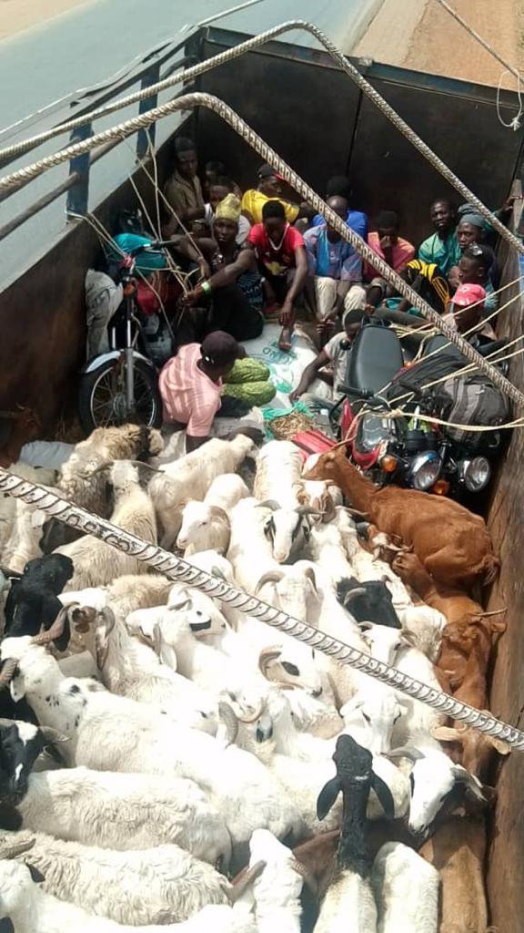 Apprehended trailer truck with human passengers hidden among livestock to avoid Covid-19 lock down guidelines in Kaduna