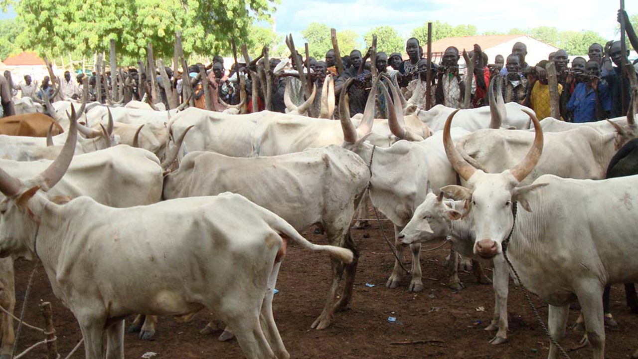 https://www.westafricanpilotnews.com/wp-content/uploads/2020/05/Cattle-Markets-Rustling-05-14-20-1280x720.jpg