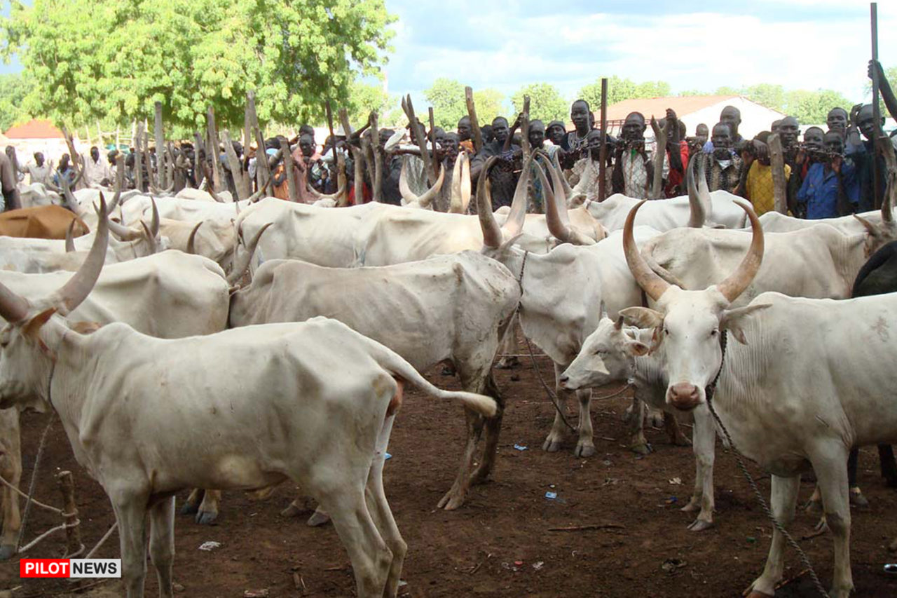 https://www.westafricanpilotnews.com/wp-content/uploads/2020/05/Cattle-Markets-Rustling-05-14-20-1280x853.jpg