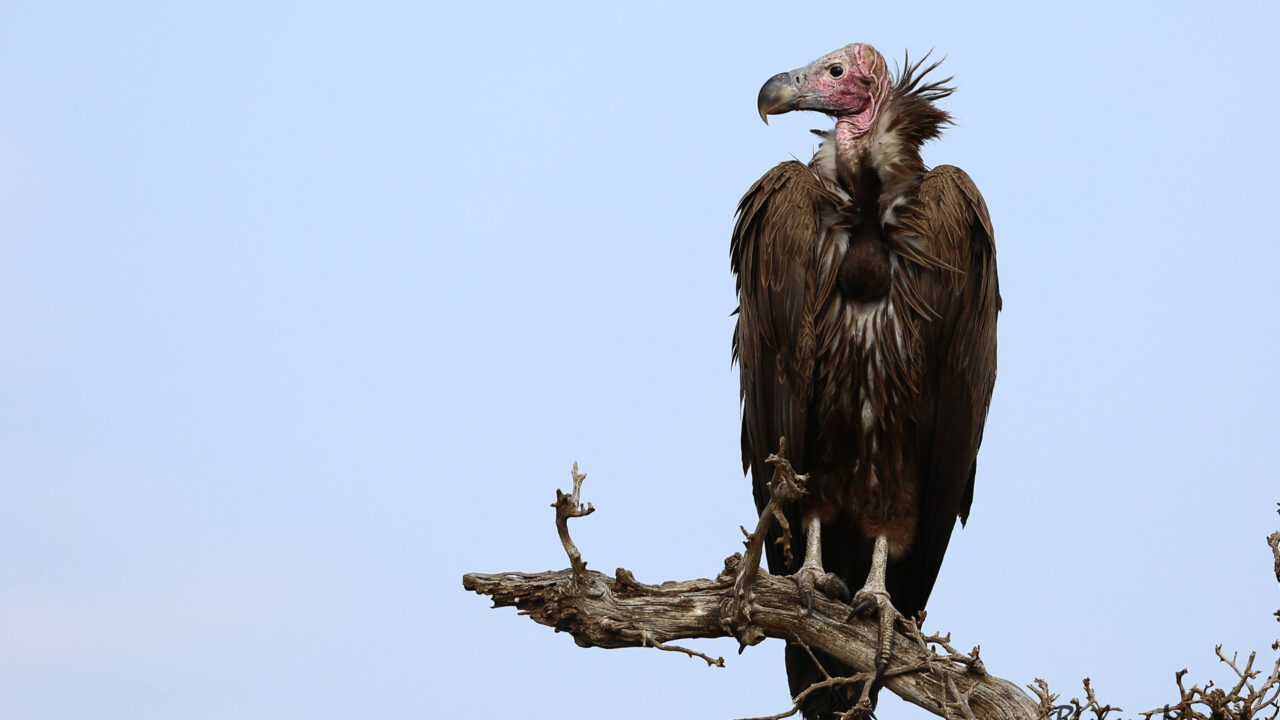 https://www.westafricanpilotnews.com/wp-content/uploads/2020/09/Birds-Valture-Conservation-9-19-20-1280x720.jpg