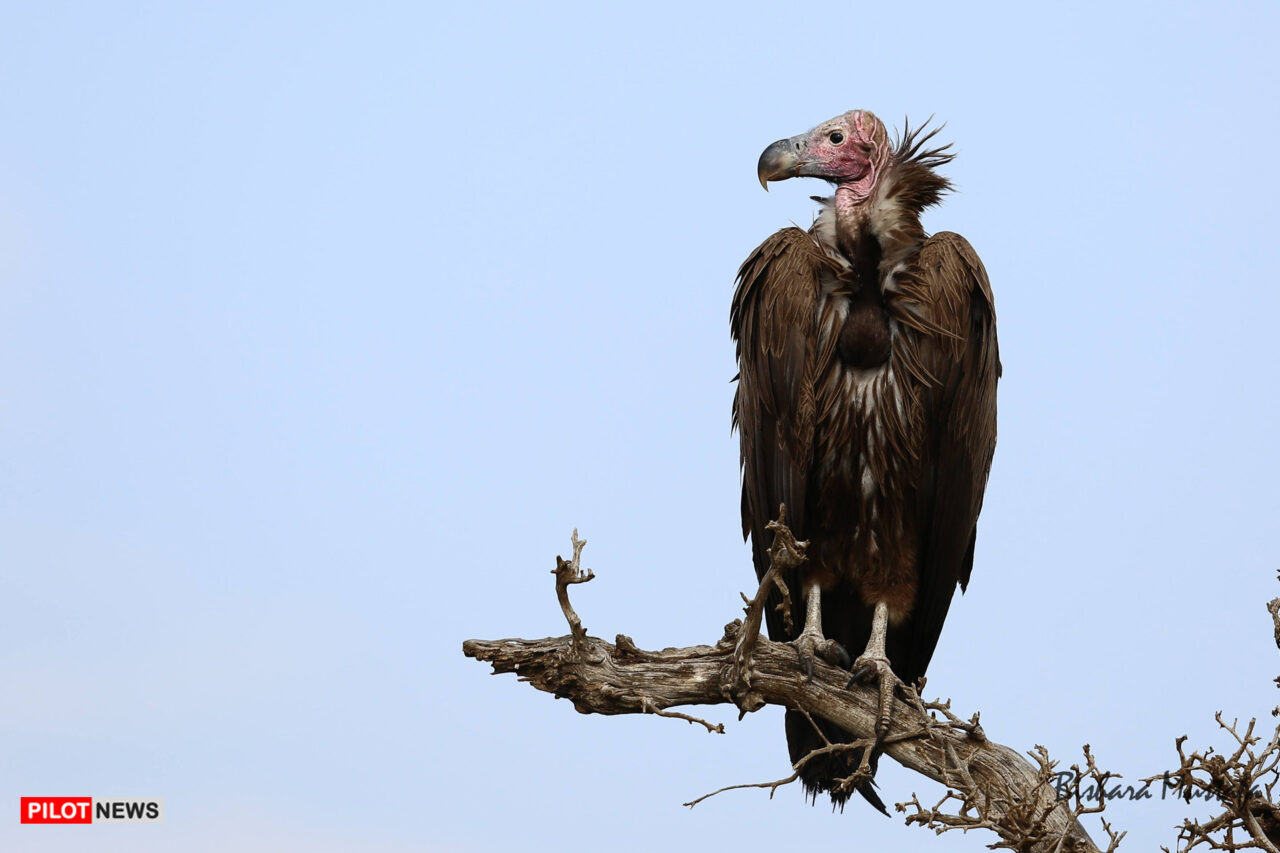 https://www.westafricanpilotnews.com/wp-content/uploads/2020/09/Birds-Valture-Conservation-9-19-20-1280x853.jpg