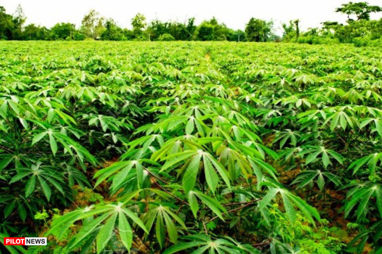 https://www.westafricanpilotnews.com/wp-content/uploads/2020/11/Agriculture-Going-into-the-Cassava-Farming-Business-nigeria-11-28-20-File-Photo-1280x853.jpg