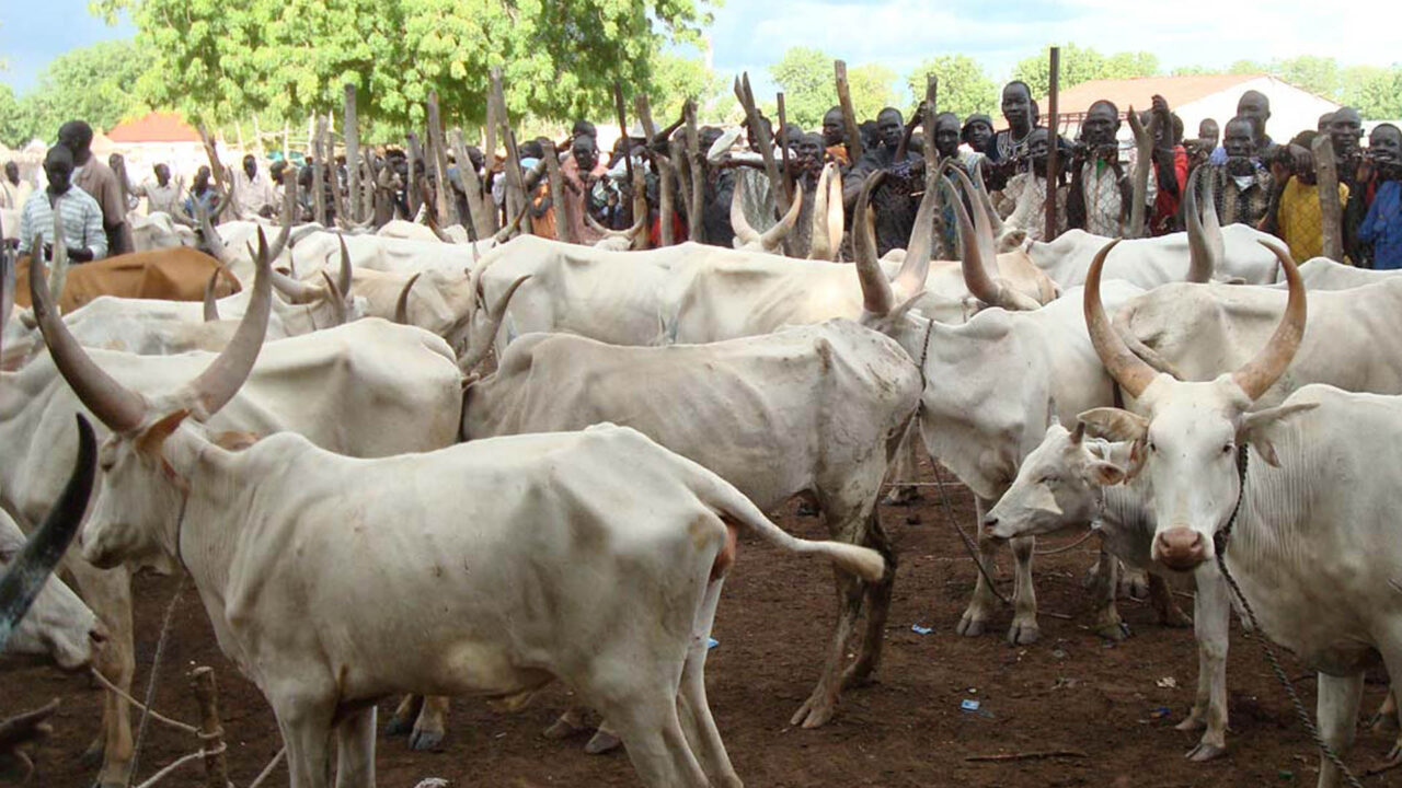 https://www.westafricanpilotnews.com/wp-content/uploads/2020/12/Cattle-Markets-12-31-20-1280x720.jpg