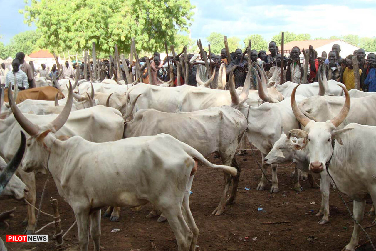 https://www.westafricanpilotnews.com/wp-content/uploads/2020/12/Cattle-Markets-12-31-20-1280x853.jpg