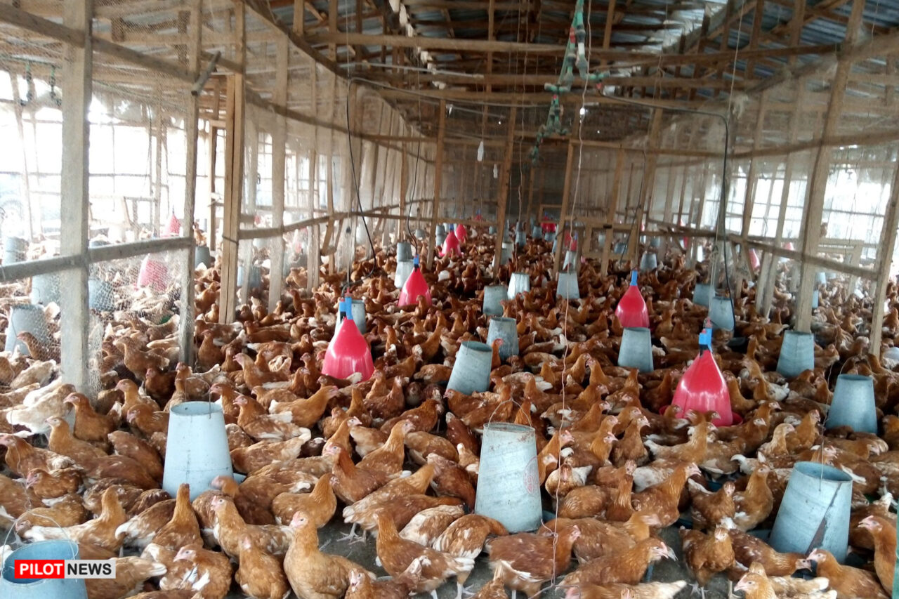 https://www.westafricanpilotnews.com/wp-content/uploads/2021/02/Poultry-File-Photo-Source-Farm-Cost-of-Feed-2-23-21-1280x853.jpg