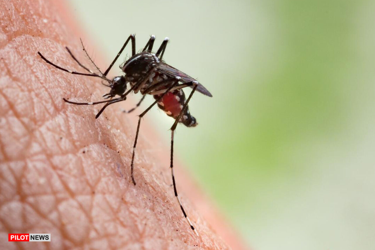 https://www.westafricanpilotnews.com/wp-content/uploads/2021/03/Mosquito-bite_File-1280x853.jpg
