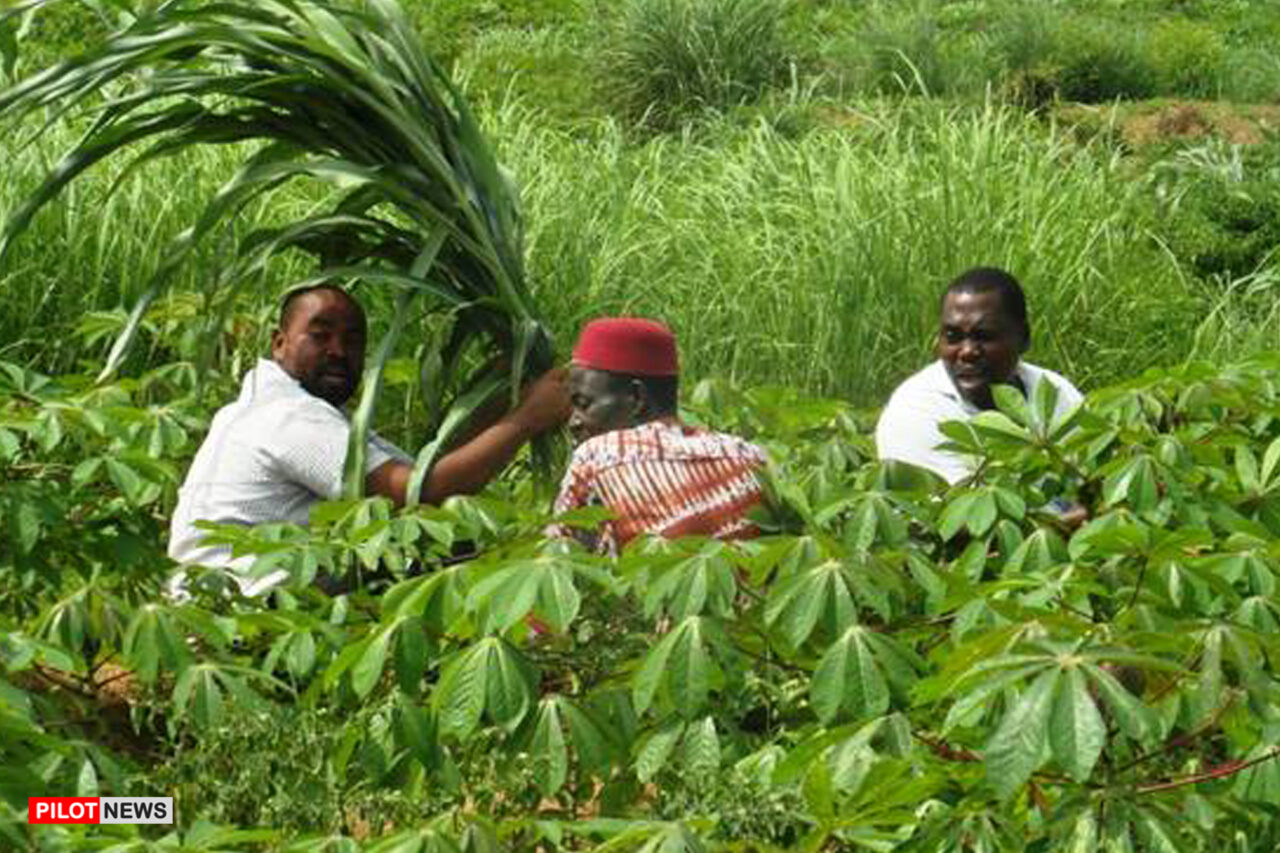 https://www.westafricanpilotnews.com/wp-content/uploads/2021/04/Cassava-Farmers-Ebonyi-State_4-26-21_FILE-1280x853.jpg