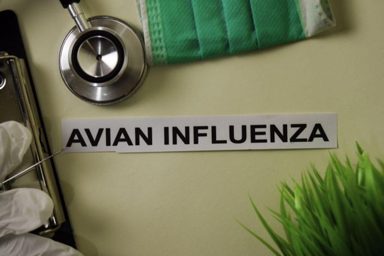 https://www.westafricanpilotnews.com/wp-content/uploads/2021/05/Bird-Flu-Avian-influenza-5-9-21_image-1280x853.jpg