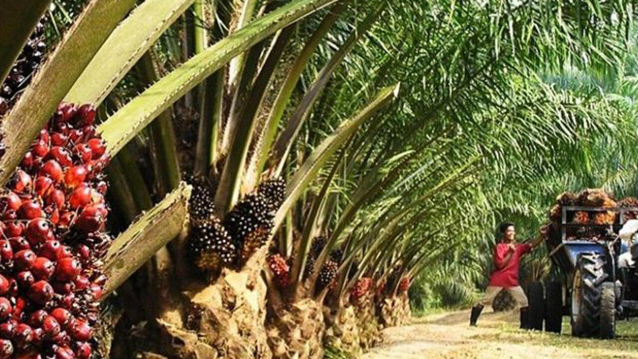 https://www.westafricanpilotnews.com/wp-content/uploads/2021/06/Oil-palm-plantations_File-1280x720.jpg