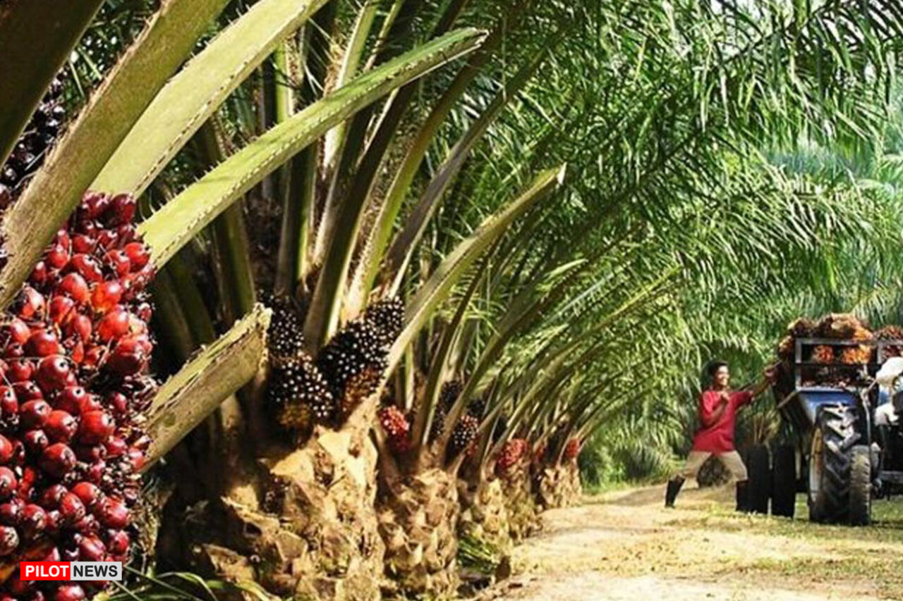 https://www.westafricanpilotnews.com/wp-content/uploads/2021/06/Oil-palm-plantations_File-1280x853.jpg