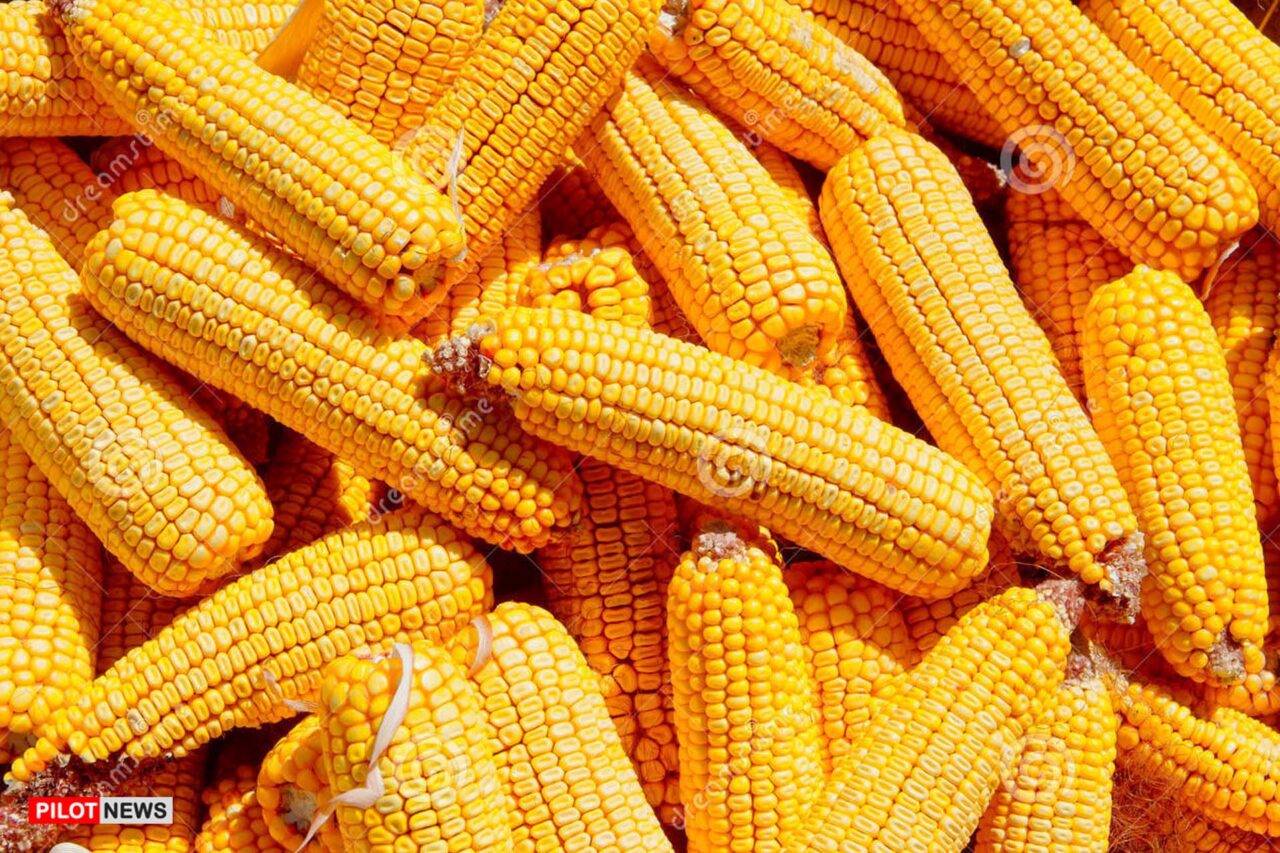 https://www.westafricanpilotnews.com/wp-content/uploads/2021/07/Corn-cobs-maize-seed-closeup-grains-ripe_File-1280x853.jpg
