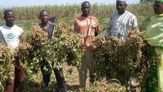 Federal Government Trains Groundnut Farmers On Modern Techniques