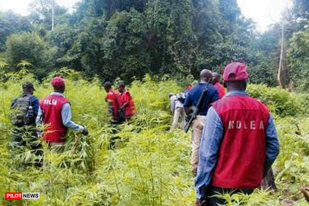 https://www.westafricanpilotnews.com/wp-content/uploads/2021/11/NDLEA-officials-in-a-cannabis-farm-in-Ondo_file-1280x853.jpg