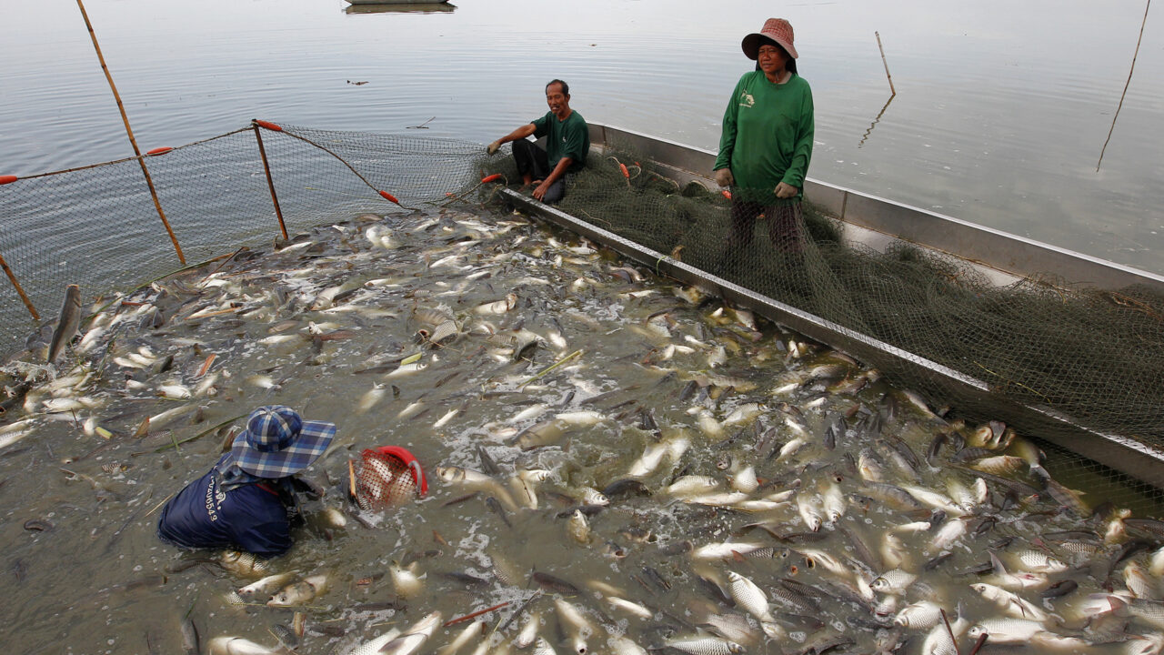 Fish Farmers In Kwara Orders To Stop Discharge of Sewage Into A Dam