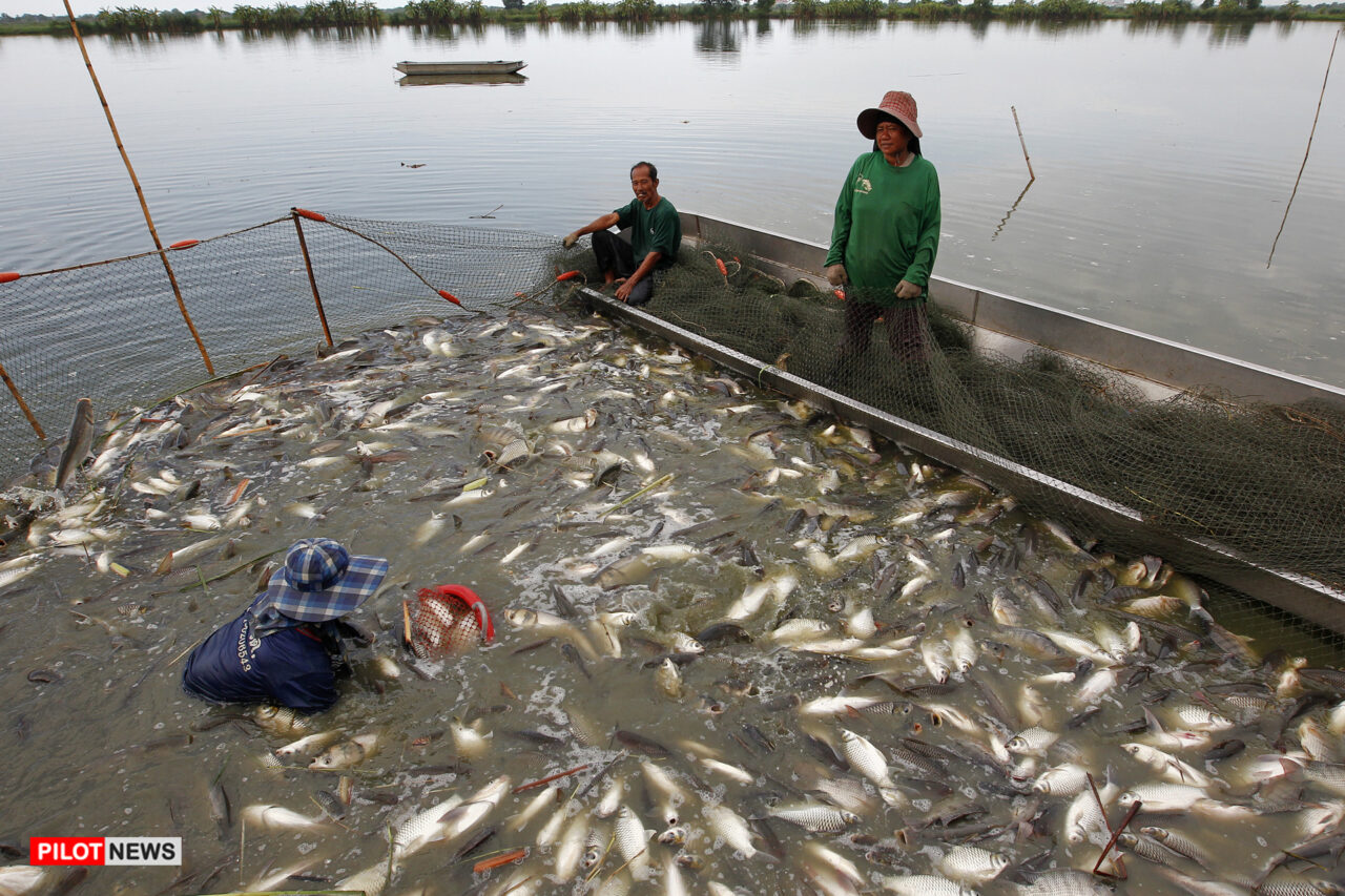 https://www.westafricanpilotnews.com/wp-content/uploads/2022/03/Fish-farming_image-1280x853.jpg