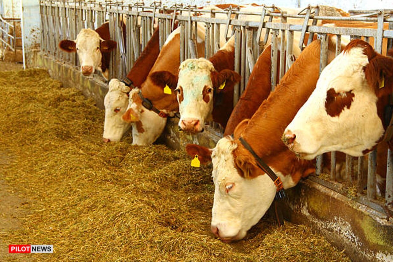 https://www.westafricanpilotnews.com/wp-content/uploads/2022/03/Livestock-and-agriculture_istockphoto_file-1280x853.jpg