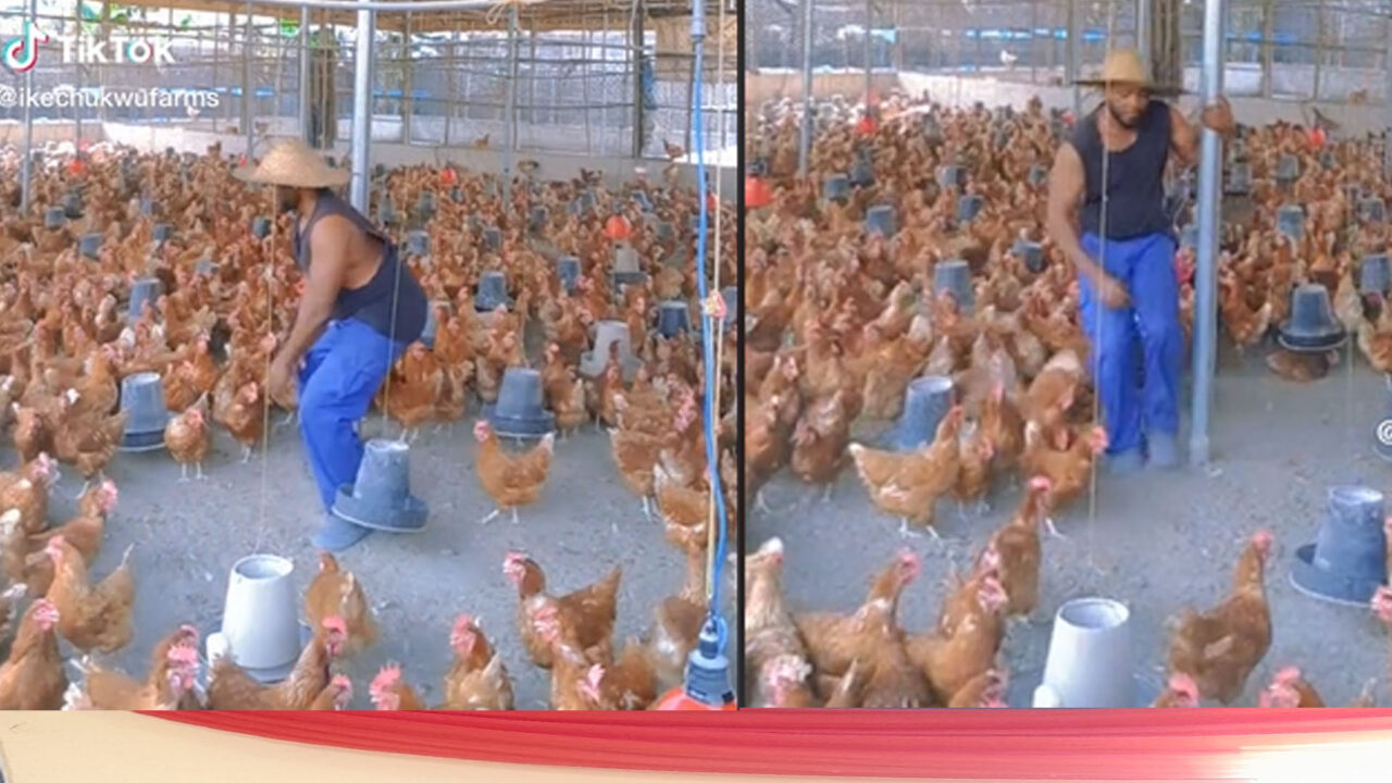 https://www.westafricanpilotnews.com/wp-content/uploads/2023/01/Poultry-farmer-1280x720.jpg
