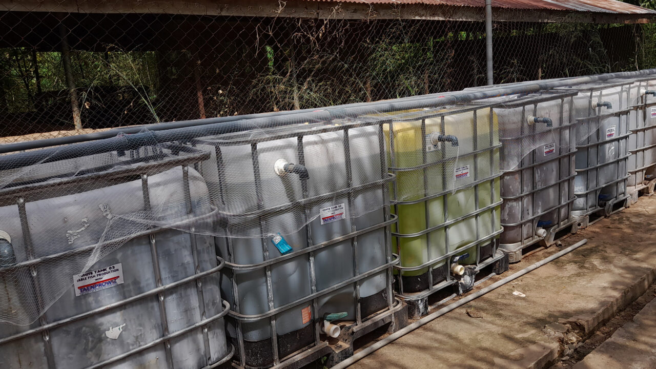 ECOWAS Trains 150 Youths on Table Fish Production in Anambra State