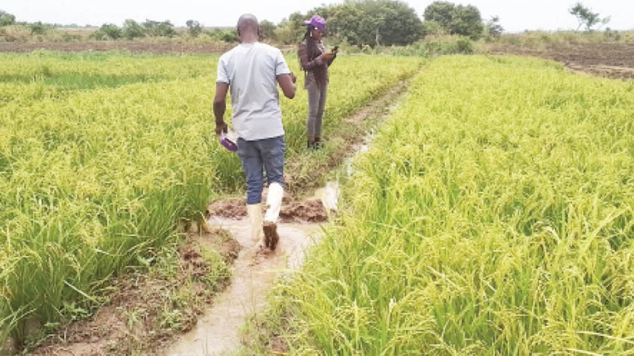 Farmers In Benue Demand Release Of 394 Corpses Of Slain Kinsmen