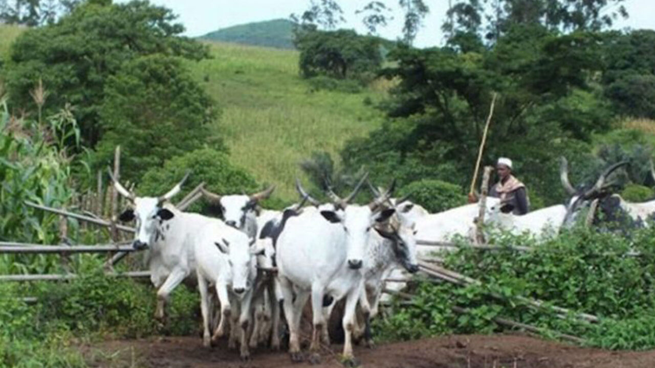 Police Recovers 109 Rustled Animals, Kill 7 Bandits In Katsina