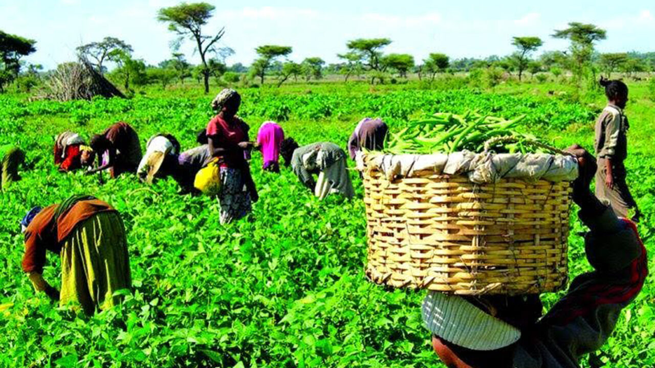 Embrace Farming To Tackle Economic Hardship, Food Insecurity-Chief Imam Tells Nigerians