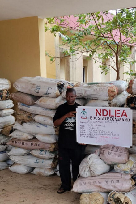 NDLEA Arrests Suspect With 1,378kg Drugs In Edo